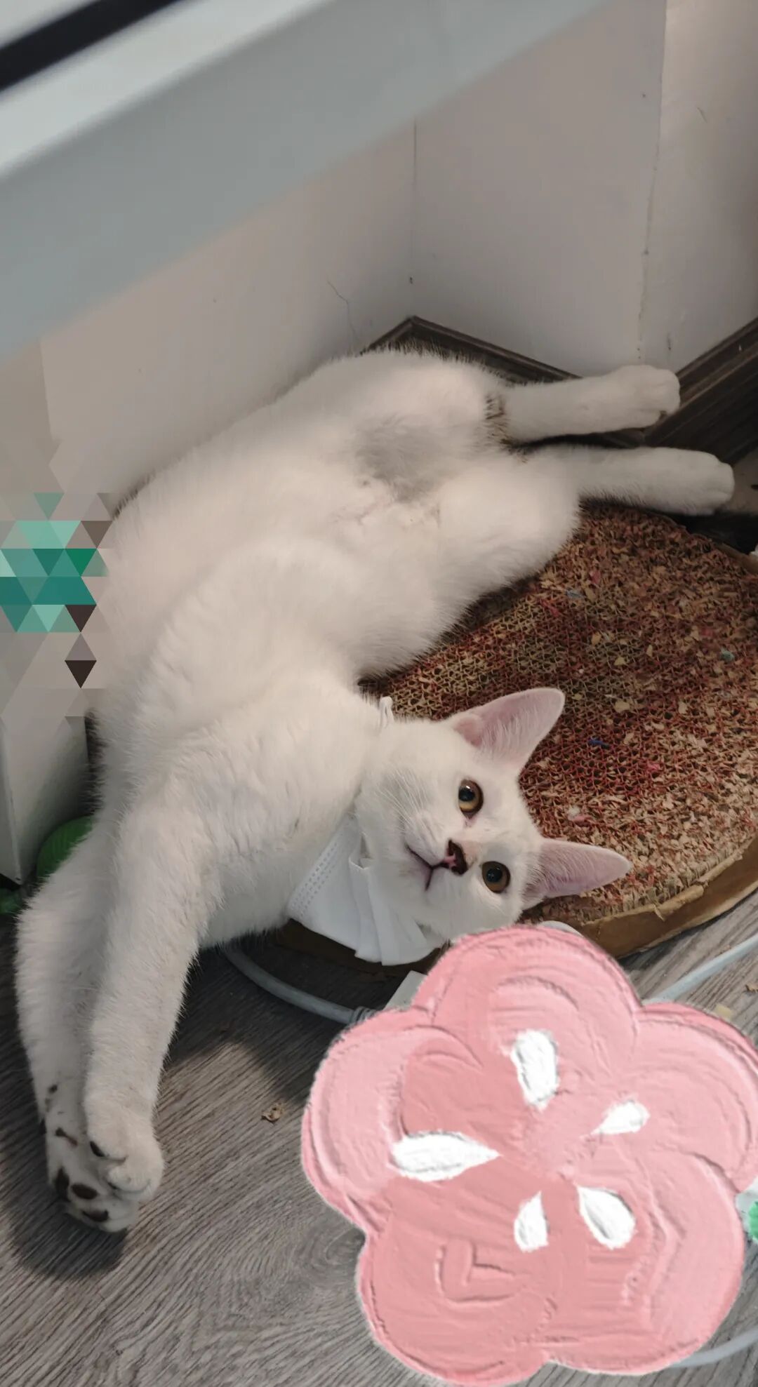 貓咪在家驅(qū)蟲(chóng)：新手必學(xué) 3 步，輕松滴藥防舔抓！