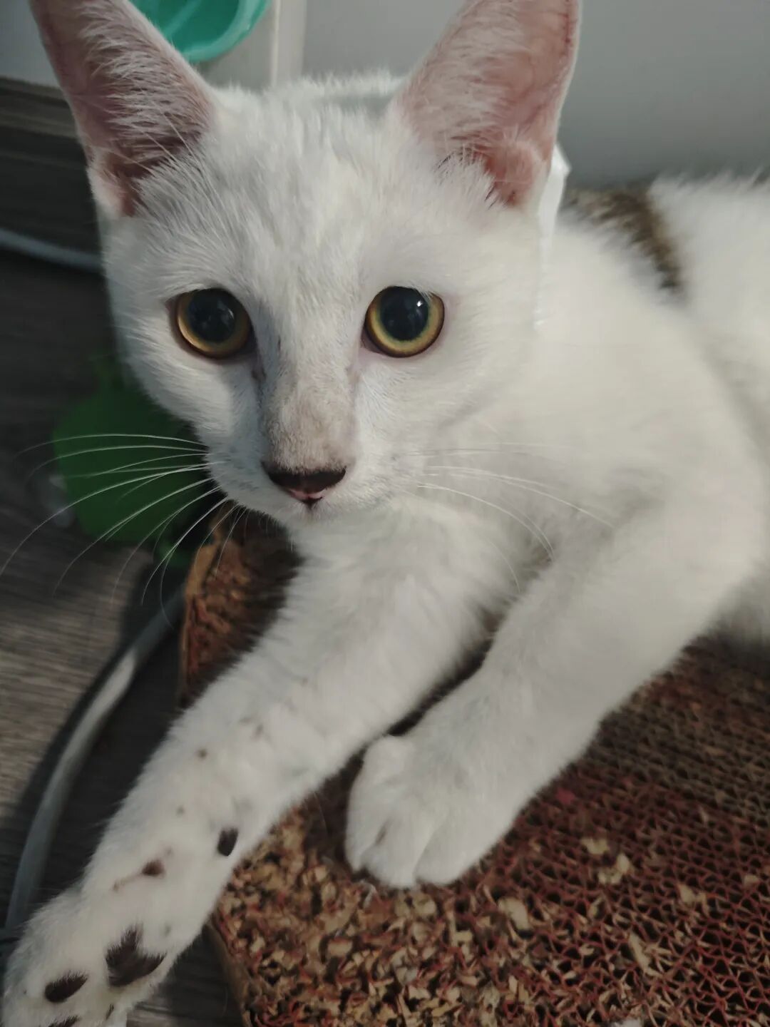 貓咪在家驅(qū)蟲(chóng)：新手必學(xué) 3 步，輕松滴藥防舔抓！