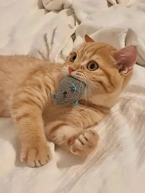 橘猫性格特点：2 个硬核优点与 1 个致命软肋